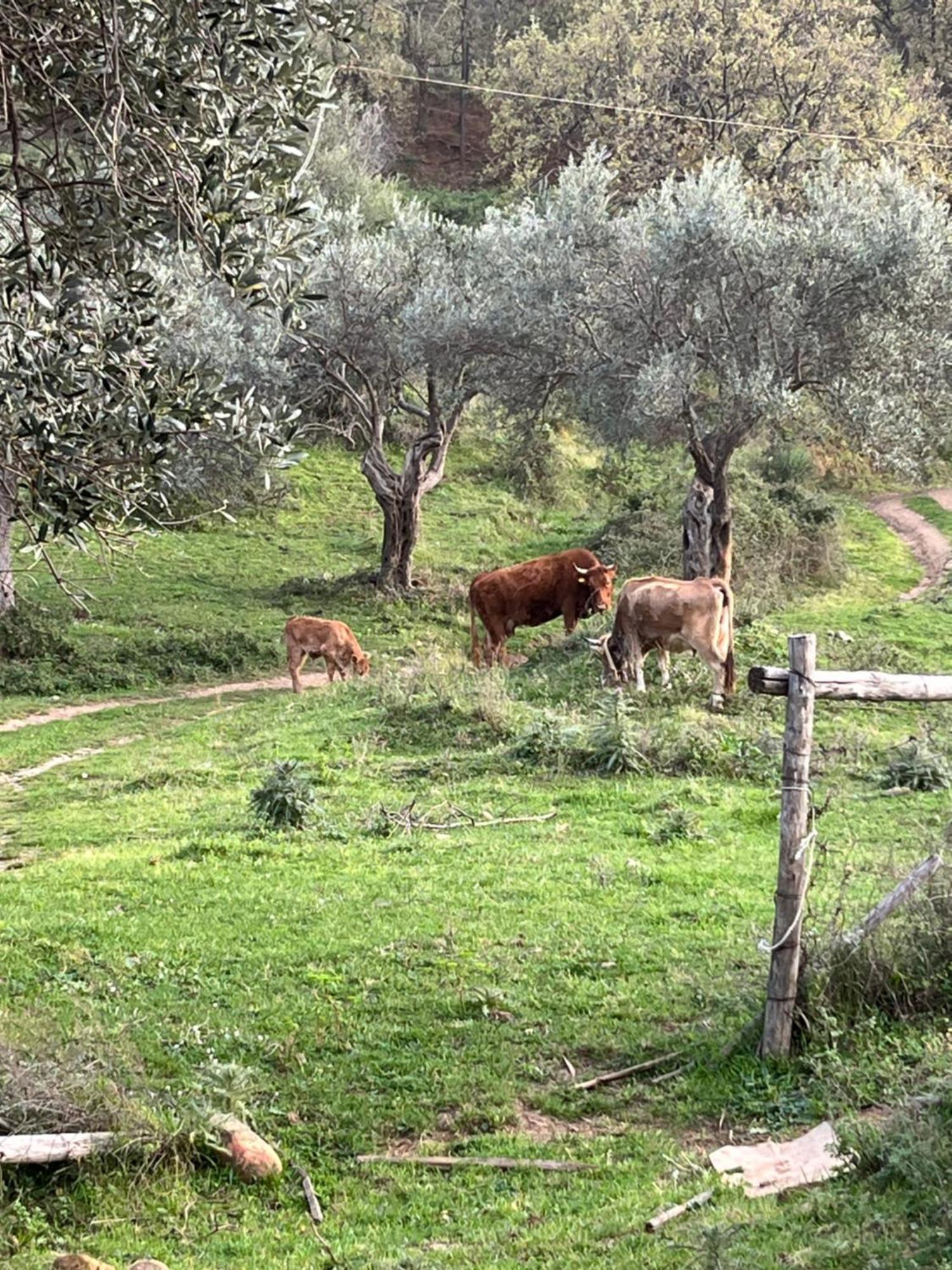 Farm stay Serre Sant'Agata di Militello